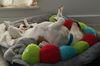 Illustration de l'article : Un chien errant aveugle subit une double intervention chirurgicale et trouve une famille aimante pour la vie