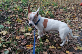 Illustration de l'article : Un chien errant aveugle subit une double intervention chirurgicale et trouve une famille aimante pour la vie