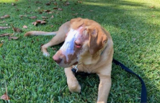 Illustration de l'article : Un chien, brûlé au visage par un enfant, poursuit sa convalescence, en attendant de trouver enfin sa famille pour la vie