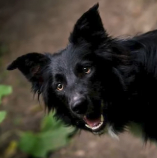Illustration de l'article : Un Border Collie héroïque guide les secours pour sauver son maître blessé en randonnée