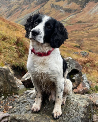 Illustration de l'article : Un Springer Spaniel et sa maîtresse sauvent un couple piégé dans une voiture inondée