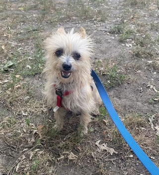 Illustration de l'article : Cette vidéo, montrant un petit chien ne suscitant aucun intérêt, lors de la journée portes ouvertes d’un refuge, a brisé le cœur des internautes