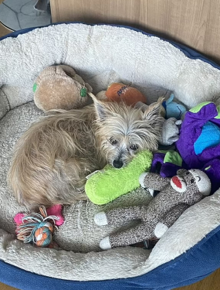 Illustration de l'article : Cette vidéo, montrant un petit chien ne suscitant aucun intérêt, lors de la journée portes ouvertes d’un refuge, a brisé le cœur des internautes