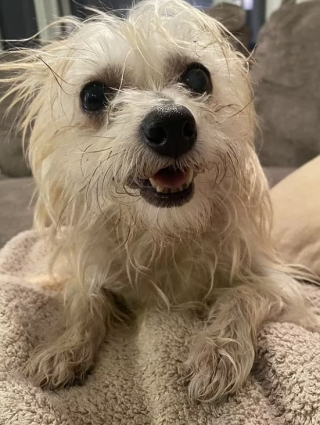 Illustration de l'article : Cette vidéo, montrant un petit chien ne suscitant aucun intérêt, lors de la journée portes ouvertes d’un refuge, a brisé le cœur des internautes