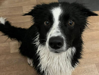 Illustration de l'article : Un groupe d’adolescents bienveillants vient à la rescousse d’un Border-Collie, tombé dans une rivière