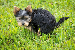 Illustration de l'article : Une ville s'attaque au problème des excréments de chiens dans ses espaces publics avec un dispositif ingénieux