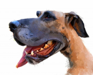 Illustration de l'article : 20 caricatures illustrant de manière originale les expressions que nos chiens peuvent avoir