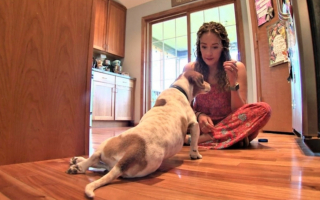 Illustration de l'article : Ce garçon fabrique un fauteuil roulant pour le chien de sa maîtresse de CM2