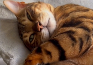 Illustration de l'article : Découvrez Ace, le chat Bengal qui se promène en ville et se lie d'amitié avec chiens et chats