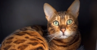 Illustration de l'article : Découvrez Ace, le chat Bengal qui se promène en ville et se lie d'amitié avec chiens et chats