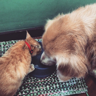 Illustration de l'article : L’amitié entre ce chaton et ce chien dément la rivalité légendaire qui oppose les deux espèces