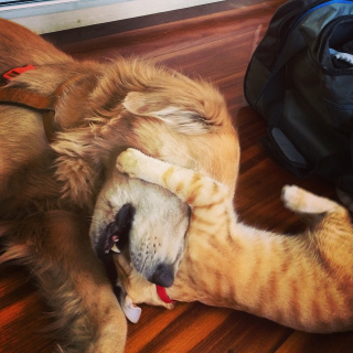 Illustration de l'article : L’amitié entre ce chaton et ce chien dément la rivalité légendaire qui oppose les deux espèces