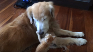 Illustration de l'article : L’amitié entre ce chaton et ce chien dément la rivalité légendaire qui oppose les deux espèces