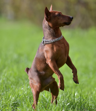 Illustration de l'article : Pinscher Nain