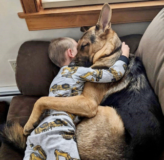 Illustration de l'article : 10 photos montrant que rien n'égale l'attachement que nos chiens ont pour nous