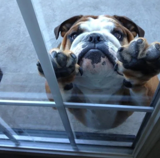 Illustration de l'article : 10 photos montrant que rien n'égale l'attachement que nos chiens ont pour nous