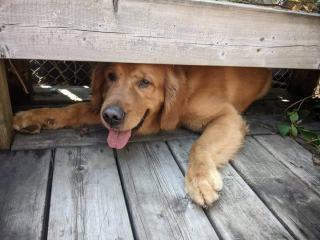 Illustration de l'article : 10 photos montrant que rien n'égale l'attachement que nos chiens ont pour nous