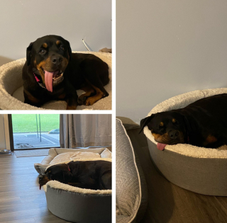 Illustration de l'article : 10 photos montrant que rien n'égale l'attachement que nos chiens ont pour nous