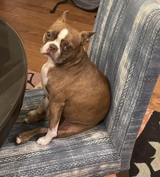 Illustration de l'article : 10 photos montrant que rien n'égale l'attachement que nos chiens ont pour nous