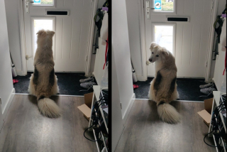 Illustration de l'article : 10 photos montrant que rien n'égale l'attachement que nos chiens ont pour nous