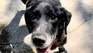 Illustration de l'article : Un homme part pendant 15 jours et laisse son chien dépérir dans la cour de sa maison