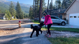 Illustration de l'article : Une jeune fille atteinte d’une maladie rare trouve de l’aide grâce à un chien d’assistance