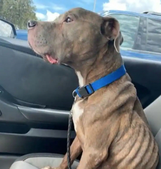 Illustration de l'article : Les retrouvailles émouvantes d’un chien et de sa propriétaire, réapparu, 8 ans après sa disparition (vidéo)