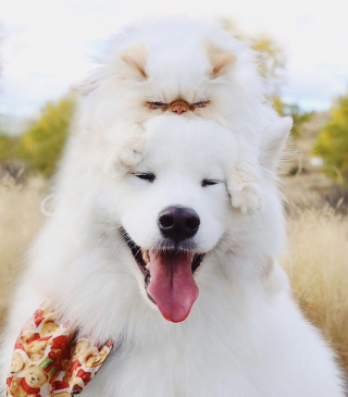 Illustration de l'article : 19 photos racontant l'étonnante amitié entre un Samoyède enjoué et un chat "grincheux"