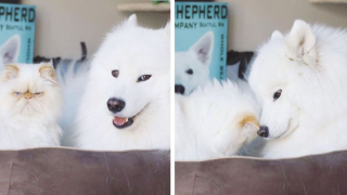 Illustration de l'article : 19 photos racontant l'étonnante amitié entre un Samoyède enjoué et un chat "grincheux"