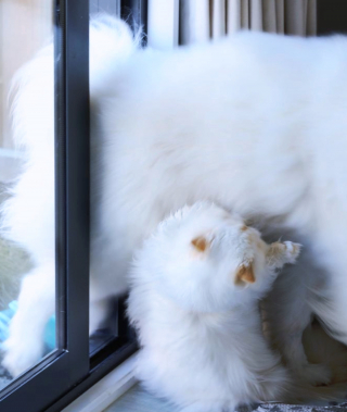 Illustration de l'article : 19 photos racontant l'étonnante amitié entre un Samoyède enjoué et un chat "grincheux"