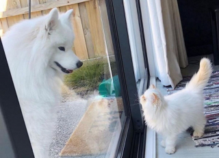 Illustration de l'article : 19 photos racontant l'étonnante amitié entre un Samoyède enjoué et un chat "grincheux"