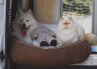 Illustration de l'article : 19 photos racontant l'étonnante amitié entre un Samoyède enjoué et un chat "grincheux"