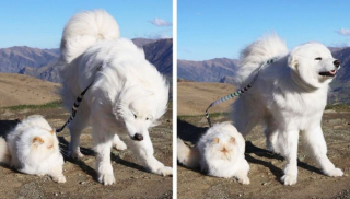 Illustration de l'article : 19 photos racontant l'étonnante amitié entre un Samoyède enjoué et un chat "grincheux"