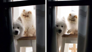 Illustration de l'article : 19 photos racontant l'étonnante amitié entre un Samoyède enjoué et un chat "grincheux"