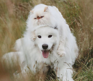 Illustration de l'article : 19 photos racontant l'étonnante amitié entre un Samoyède enjoué et un chat "grincheux"