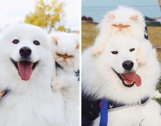 Illustration de l'article : 19 photos racontant l'étonnante amitié entre un Samoyède enjoué et un chat "grincheux"