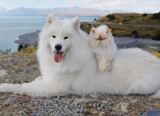 Illustration de l'article : 19 photos racontant l'étonnante amitié entre un Samoyède enjoué et un chat "grincheux"