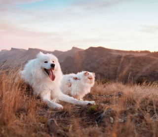 Illustration de l'article : 19 photos racontant l'étonnante amitié entre un Samoyède enjoué et un chat "grincheux"