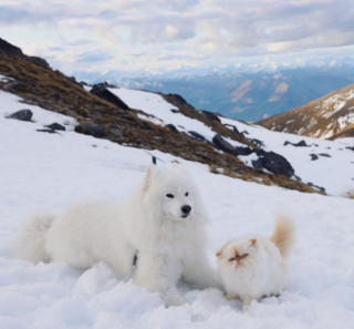 Illustration de l'article : 19 photos racontant l'étonnante amitié entre un Samoyède enjoué et un chat "grincheux"