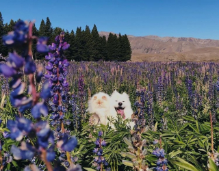 Illustration de l'article : 19 photos racontant l'étonnante amitié entre un Samoyède enjoué et un chat "grincheux"