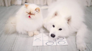 Illustration de l'article : 19 photos racontant l'étonnante amitié entre un Samoyède enjoué et un chat "grincheux"