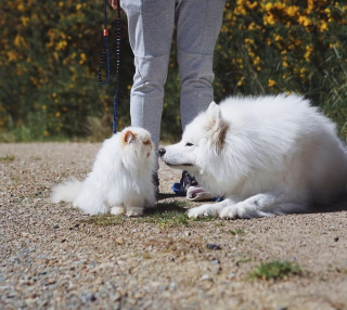 Illustration de l'article : 19 photos racontant l'étonnante amitié entre un Samoyède enjoué et un chat "grincheux"