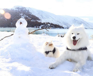 Illustration de l'article : 19 photos racontant l'étonnante amitié entre un Samoyède enjoué et un chat "grincheux"