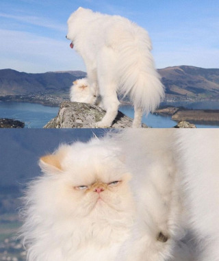 Illustration de l'article : 19 photos racontant l'étonnante amitié entre un Samoyède enjoué et un chat "grincheux"