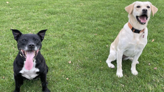 Illustration de l'article : Après avoir vécu dans des conditions lamentables, cette chienne sauvée a intégré la police !