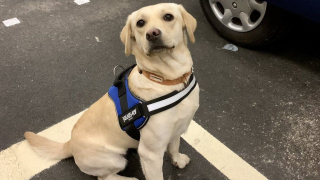 Illustration de l'article : Après avoir vécu dans des conditions lamentables, cette chienne sauvée a intégré la police !