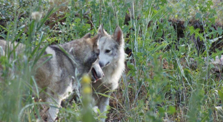 Illustration de l'article : Castiel, le chien-loup timide, retrouve confiance grâce à l'amitié d'une petite chienne