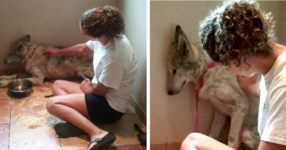 Illustration de l'article : Castiel, le chien-loup timide, retrouve confiance grâce à l'amitié d'une petite chienne