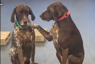 Illustration de l'article : L'adorable habitude de Ruby : ce chien montre son affection en caressant les autres chiens avec ses pattes