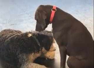 Illustration de l'article : L'adorable habitude de Ruby : ce chien montre son affection en caressant les autres chiens avec ses pattes